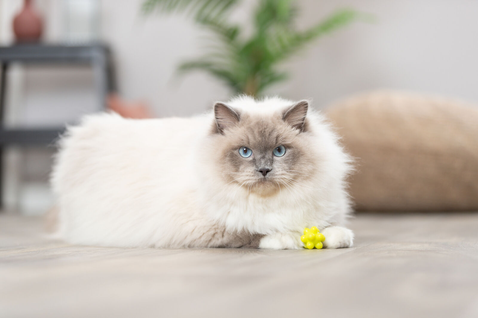 TRIXIE Ježaté kuličky mechová guma 3,5 cm 4ks