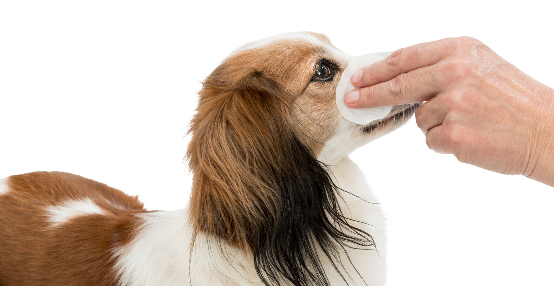 TRIXIE Oční péče - jednorázové pečující polštářky, 100ks