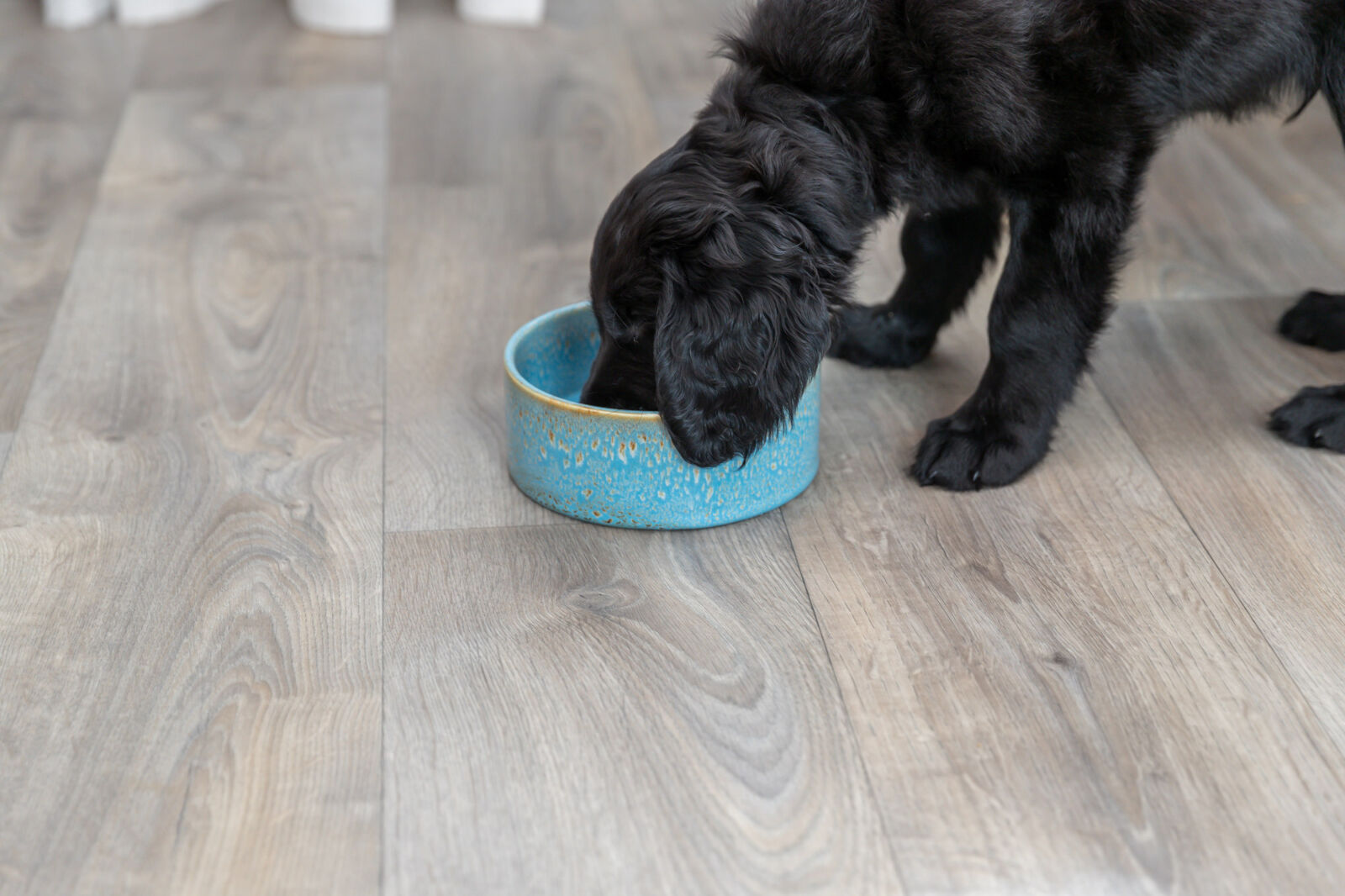 TRIXIE Keramická miska, tyrkysová 0,9 l/ ø 16 cm