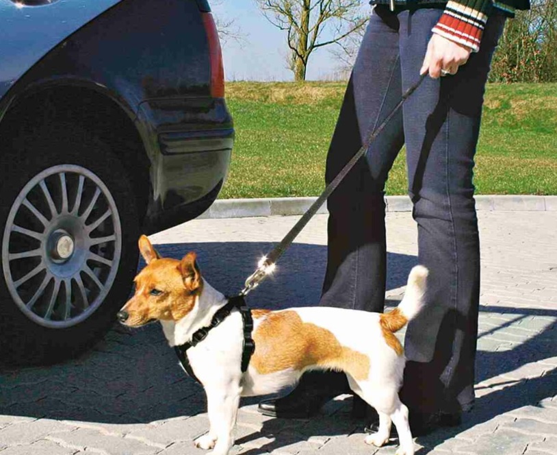 TRIXIE Postroj do auta pro psa XS: 20-50 cm/15 mm, např. jorkšírský teriér