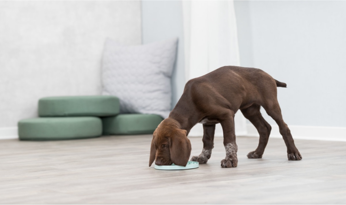 TRIXIE JUNIOR lízací talířek na pamlsky/paštiky 15 cm