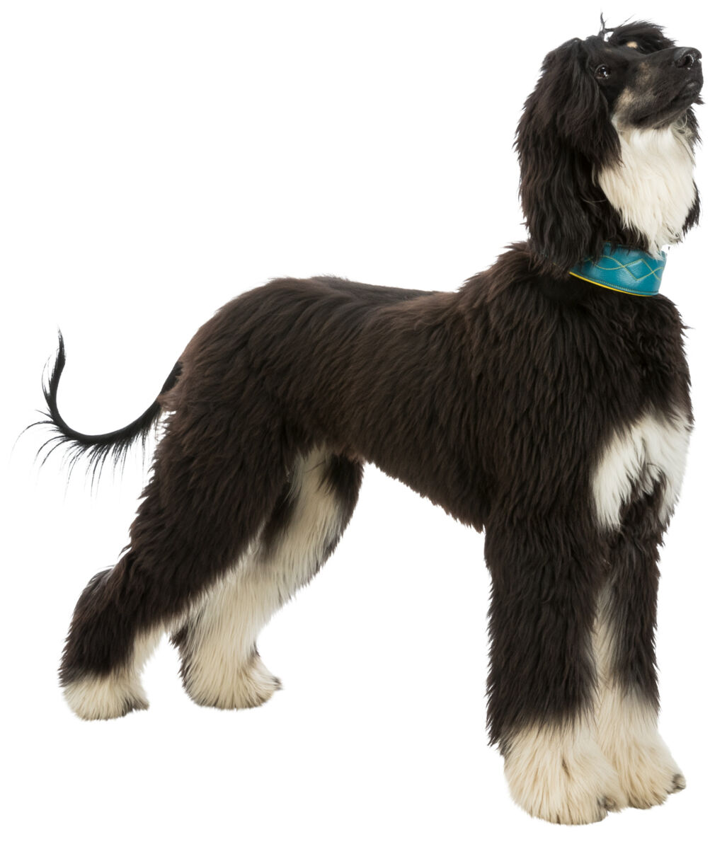 TRIXIE Kožený obojek ACTIVE Comfort pro chrty - petrolejová/žlutá XS-S:24-31cm/50mm